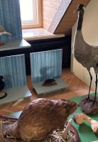 Suvenīru sērkociņu kārbiņas un jauni dzīvnieki skatāmi Jaunmoku pils  Meža muzeja jaunieguvumu izstādē attēls